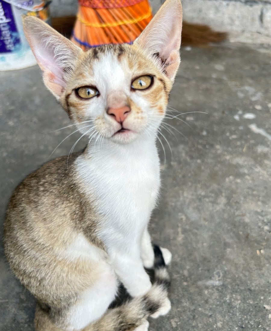 A tabby kitten looking up