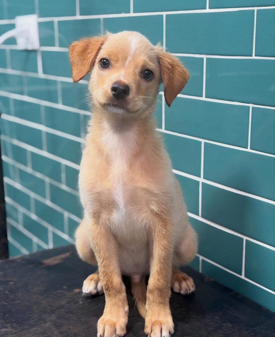 A small tan puppy sitting against teal tiles